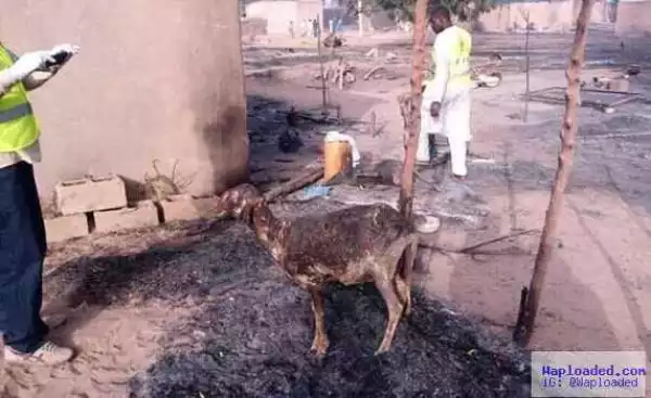 Photo: A Tied Goat Completely Roasted After BokoHaram Attack Maiduguri